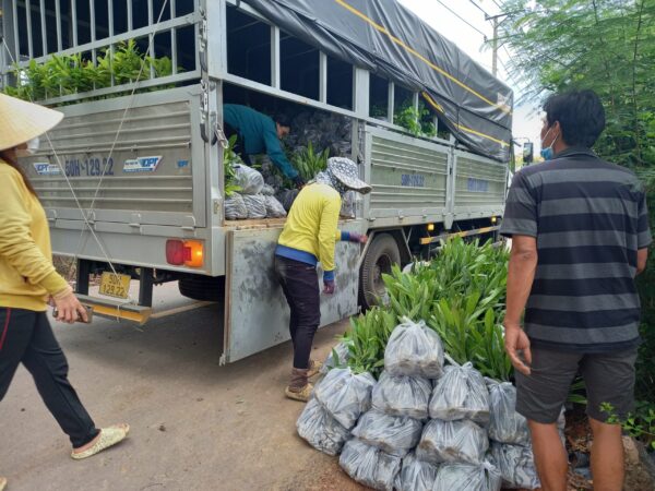 Cây Chuông Vàng (huỳnh liên) 14 Cây giống chuông vàng - Cây giống 4S