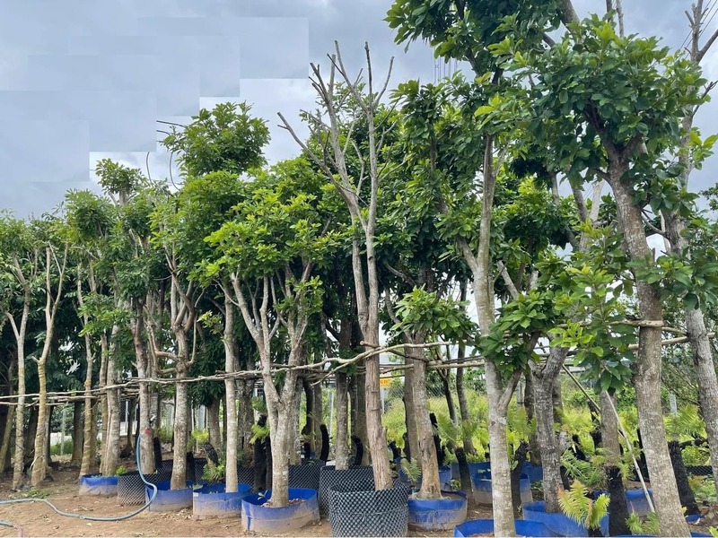 Cây Thala (cây sala giống) 10 Cây Thala công trình tại vườn cây giống 4S