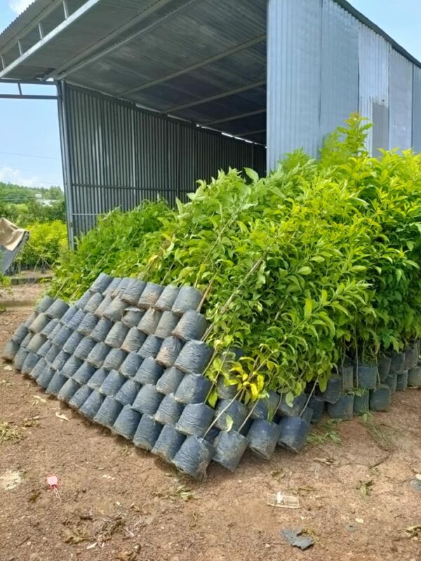 Cây Hoàng Yến 10 295264574 2879057295574398 6576723163495892346 n e1703576369353