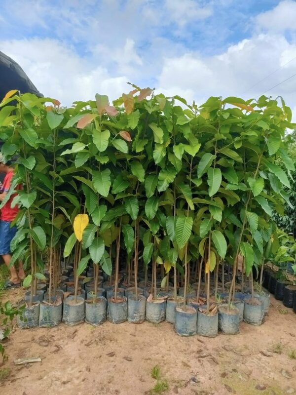 Cây Bằng Lăng Tím (bằng lăng nước) 11 Cây bằng lăng tím giống - Cây giống 4S