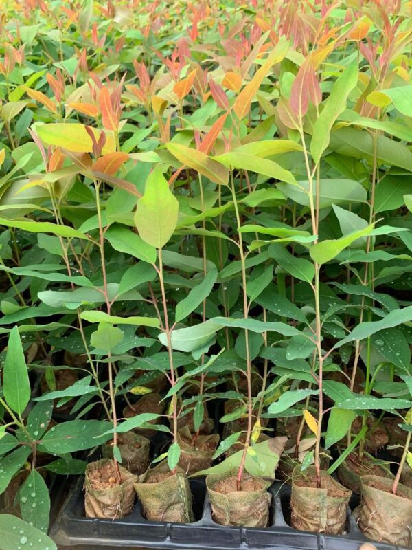 Cây Bạch Đàn 15 giống cây bạch đàn tốt nhất hiện nay