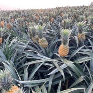 333679463 880452619894956 3925087925173620304 n