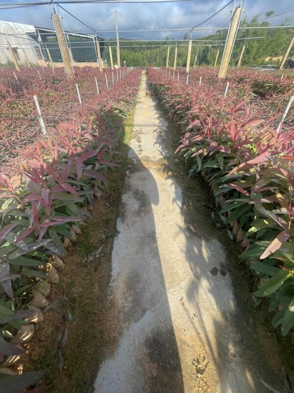 Cây Bạch Đàn 13 giống cây bạch đàn đỏ