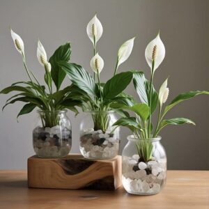 Alternative view of CÂY LAN Ý (PEACE LILY) - "Cỗ máy lọc khí sinh học và Cân bằng điện từ tự nhiên"