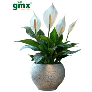 CÂY LAN Ý (PEACE LILY) - "Cỗ máy lọc khí sinh học và Cân bằng điện từ tự nhiên"
