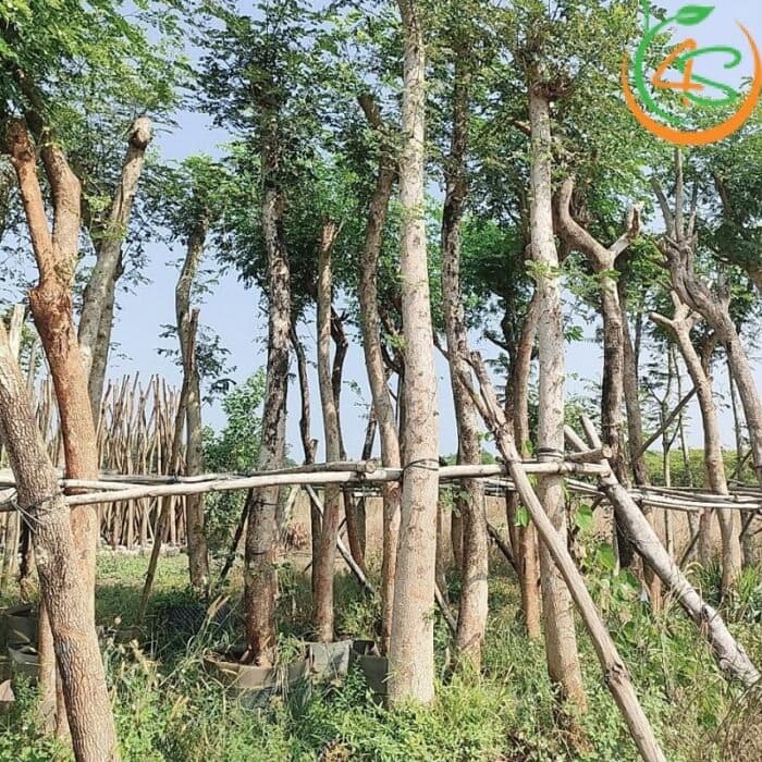 Cây me tây công trình (còng) 8 Cây me công trình