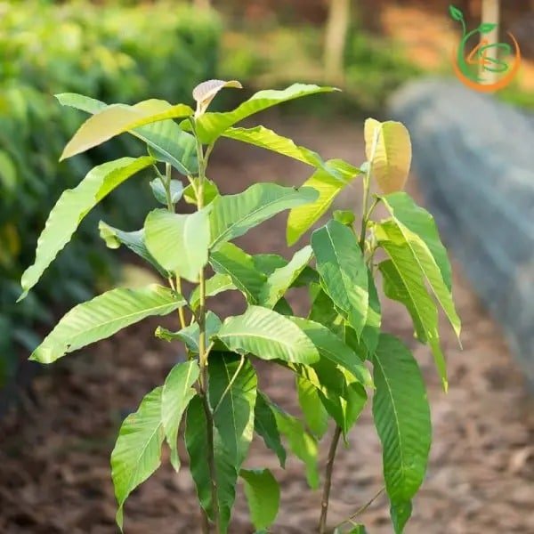 Cây Dầu Rái 10 ay-dau-rai-giong-tot