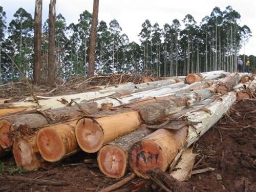 Cây Bạch Đàn 11 giống cây bạch đàn lấy gỗ