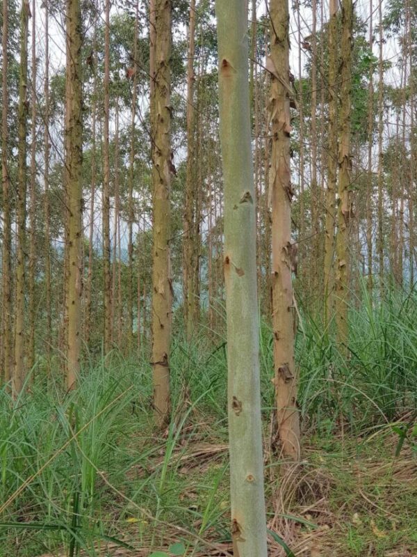 Cây Bạch Đàn 9 giống cây bạch đàn