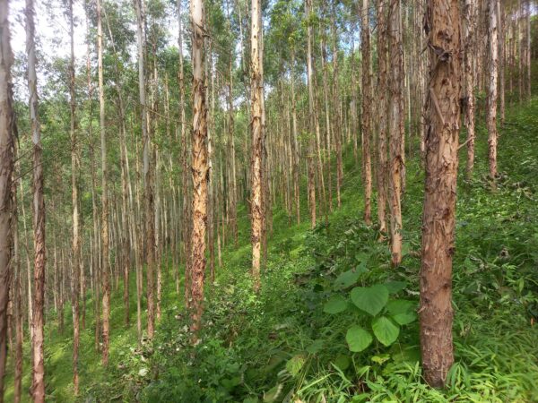 Cây Bạch Đàn 8 cây giống bạch đàn