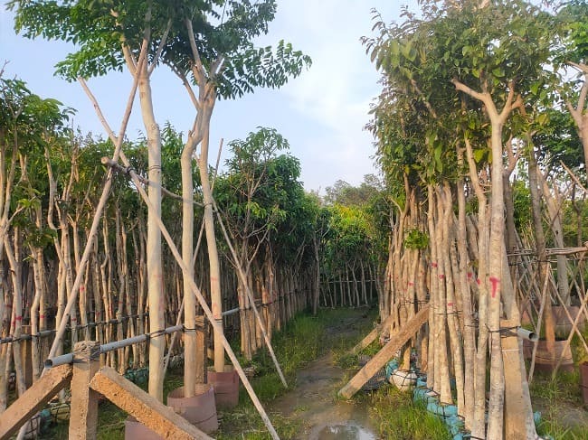 Cây bằng lăng tím công trình 11 Hàng cây bằng lăng tím