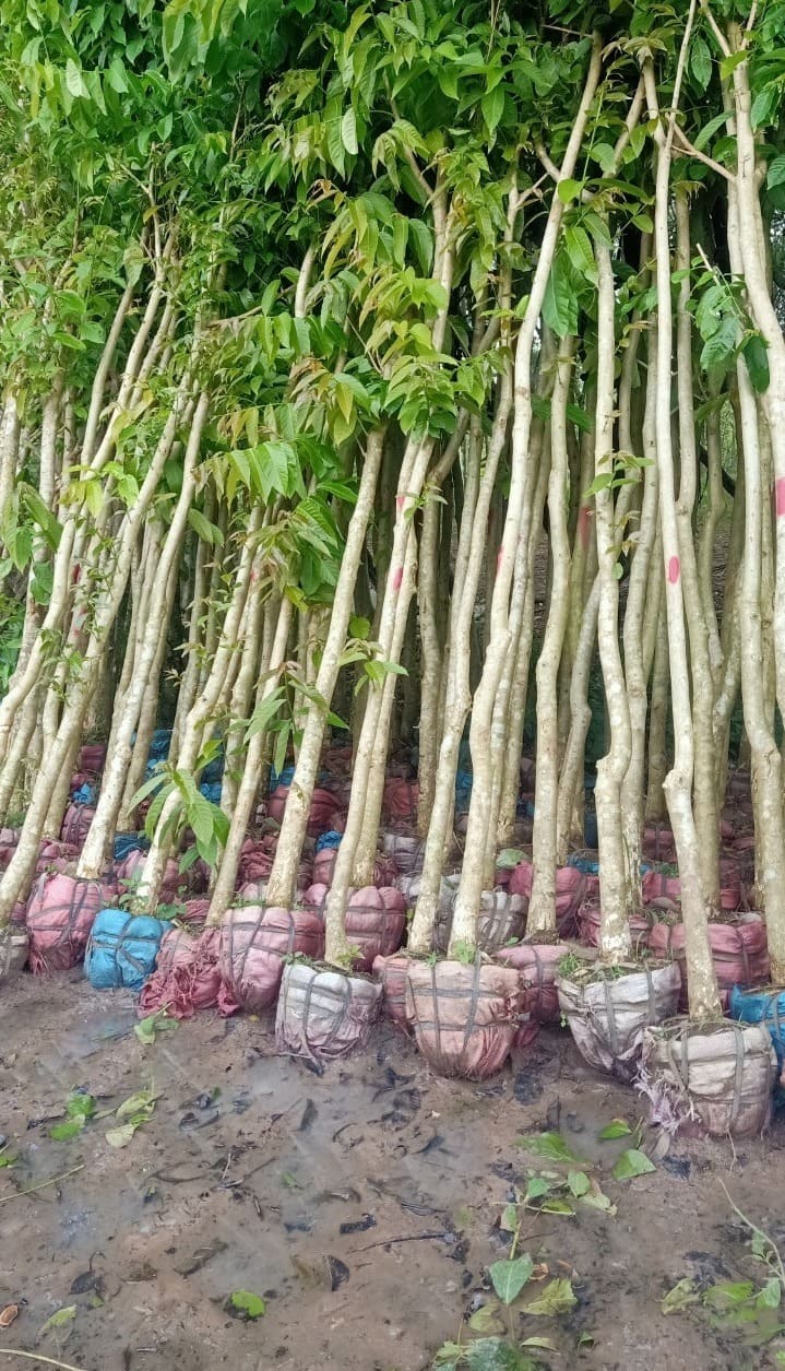 Cây bằng lăng tím công trình 13 Ảnh Cây Bằng Lăng Tím