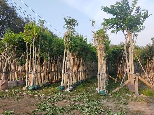 Cây bằng lăng tím công trình 14 cây bằng lăng tím