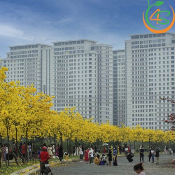 Cây chuông vàng công trình (huỳnh liên) 10 cây hoa chuông vàng