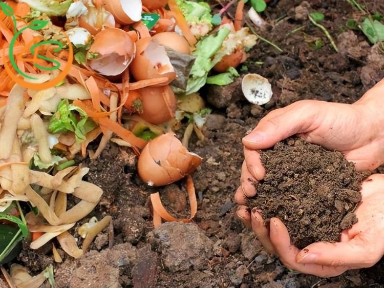 bón phân cho cây cảnh trong chậu