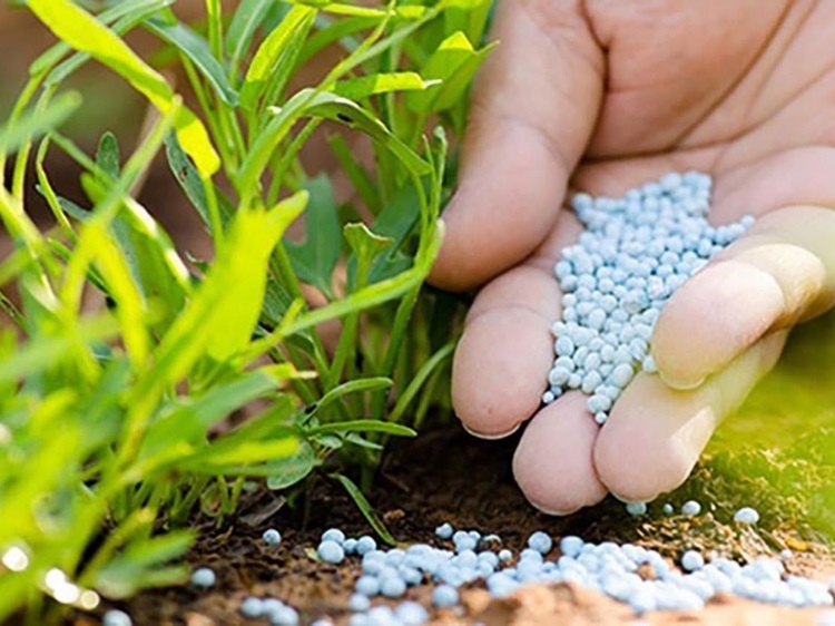 Các Loại Phân Bón Hóa Học Thường Dùng Và Cách Sử Dụng Hiệu Quả 6 các loại phân bón hóa học