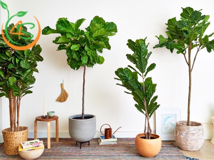 cách chăm sóc cây bàng singapore