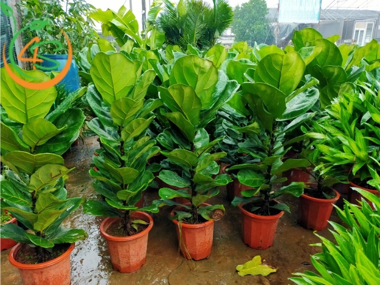 Cách Chăm Sóc Cây Bàng Singapore Đúng Cách Để Cây Luôn Xanh Tươi 2 cách chăm sóc cây bàng singapore