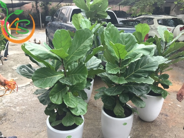 Cách Chăm Sóc Cây Bàng Singapore Đúng Cách Để Cây Luôn Xanh Tươi 3 cách chăm sóc cây bàng singapore