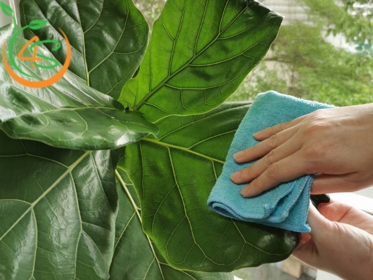 Cách Chăm Sóc Cây Bàng Singapore Đúng Cách Để Cây Luôn Xanh Tươi 4 cách chăm sóc cây bàng singapore