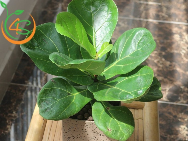 Cách Chăm Sóc Cây Bàng Singapore Đúng Cách Để Cây Luôn Xanh Tươi 5 cách chăm sóc cây bàng singapore