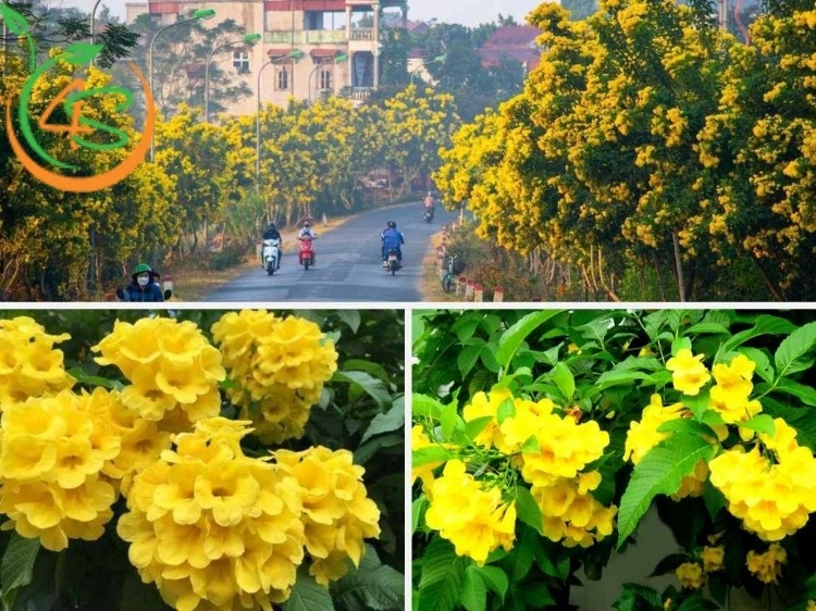 Cách Chăm Sóc Cây Chuông Vàng Ra Hoa Rực Rỡ Quanh Năm 2 cách chăm sóc cây chuông vàng ra hoa