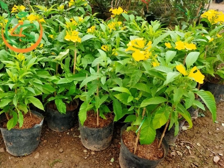 Cách Chăm Sóc Cây Chuông Vàng Ra Hoa Rực Rỡ Quanh Năm 3 cách chăm sóc cây chuông vàng ra hoa