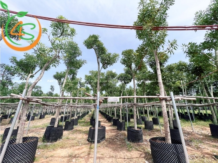 Cách Chăm Sóc Cây Chuông Vàng Ra Hoa Rực Rỡ Quanh Năm 4 cách chăm sóc cây chuông vàng ra hoa