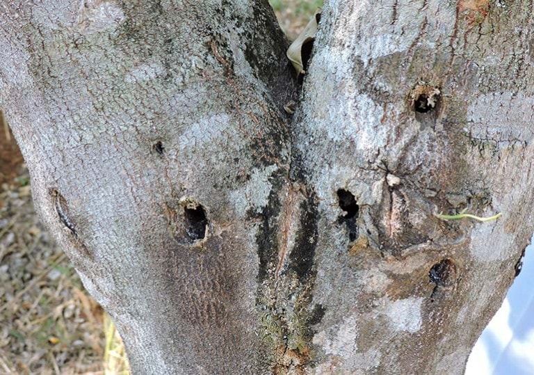 Cây Trầm Hương (dó bầu) 12 cách tạo ra trầm hương