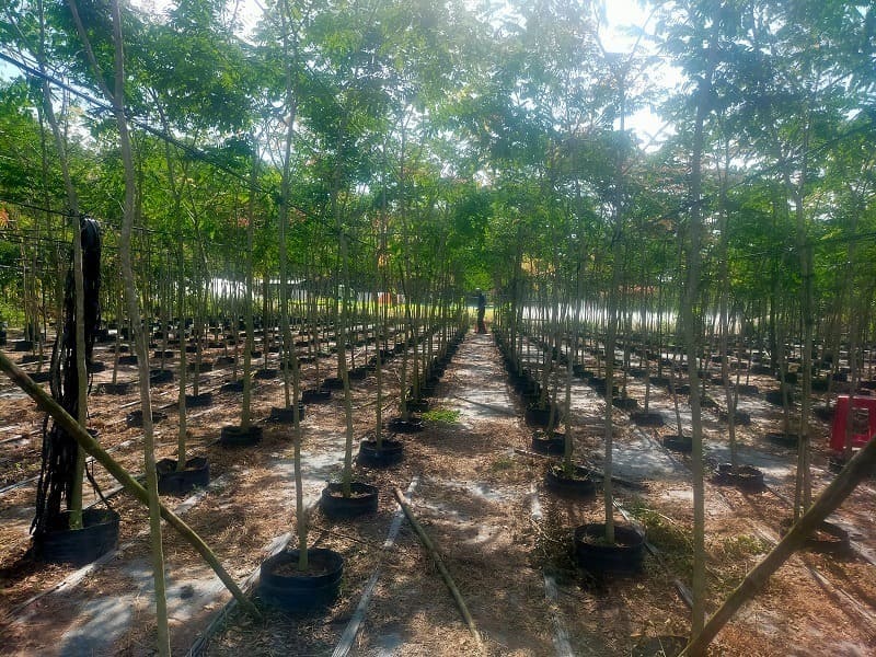 Cây cẩm lai công trình 14 Cây Cẩm Lai công trình tại vườn cây 4S