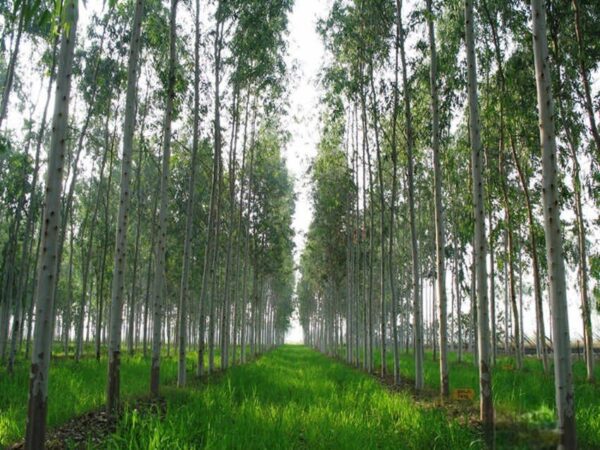 Cây Bạch Đàn 10 giá cây bạch đàn