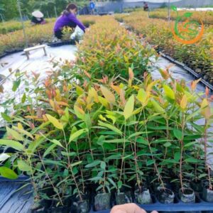 cây giống bạch đàn