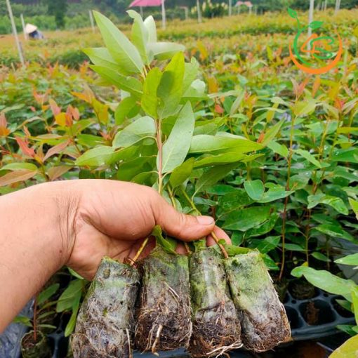 cay-bach-dan-giong-15