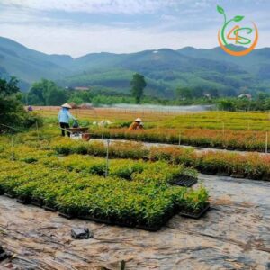 cay-bach-dan-giong-15