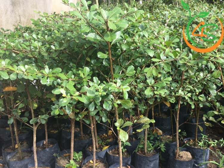 Cây Bàng Đài Loan (bàng lá nhỏ) 6 cây bàng đài loan giống