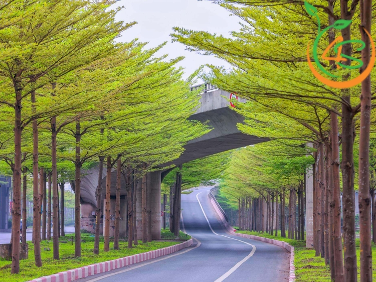 Cây Bàng Đài Loan (bàng lá nhỏ) 7 cây bàng đài loan