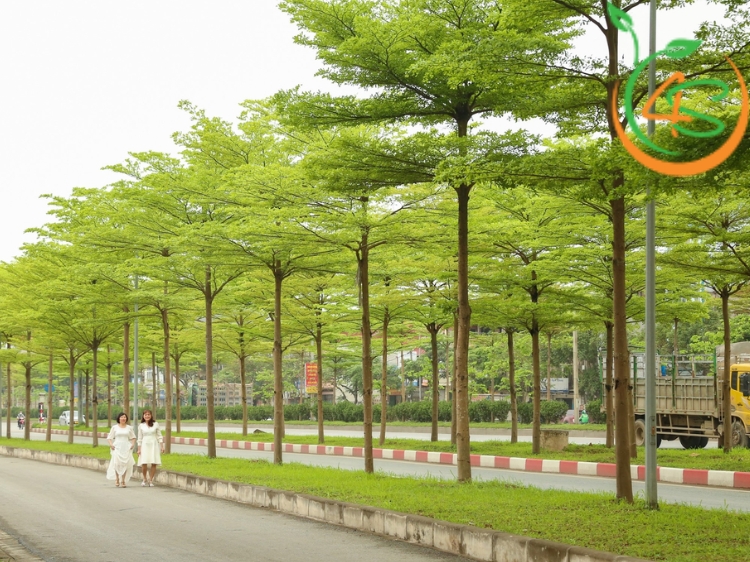 Cây Bàng Đài Loan (bàng lá nhỏ) 8 cây bàng đài loan