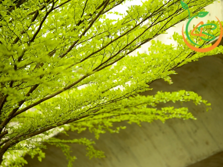 Cây Bàng Đài Loan (bàng lá nhỏ) 9 cây bàng đài loan