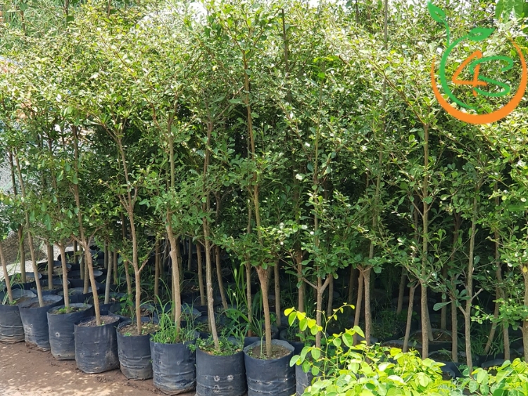 Cây Bàng Đài Loan (bàng lá nhỏ) 17 cây bàng đài loan giống