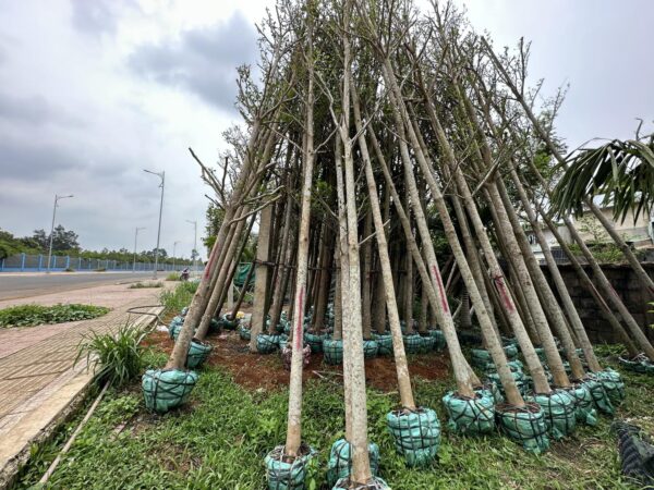 Cây bàng Đài Loan công trình (bàng lá nhỏ) 13 giống cây bàng lá nhỏ