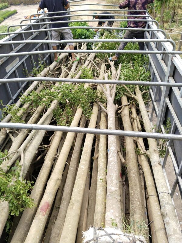 Cây bàng Đài Loan công trình (bàng lá nhỏ) 12 giá cây bàng lá nhỏ