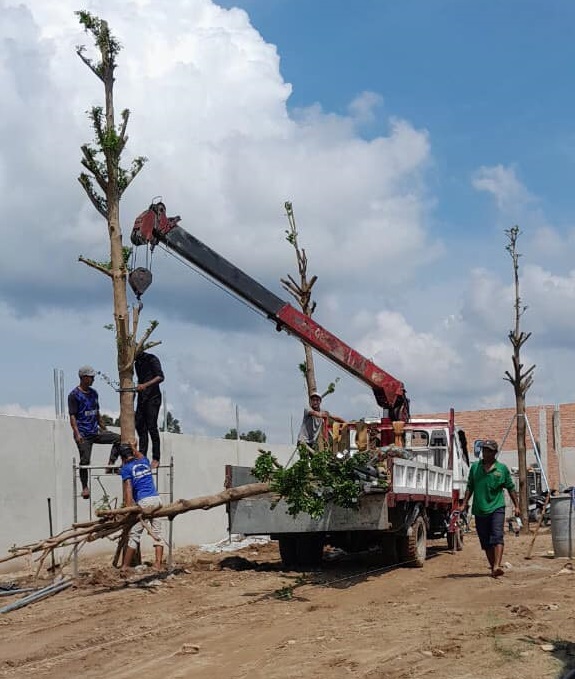 Cây bàng Đài Loan công trình (bàng lá nhỏ) 15 Trồng cây bàng đài loan lá nhỏ