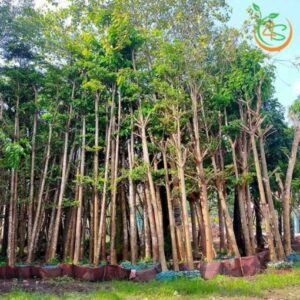 cây Bàng Đài Loan công trình khỏe đẹp