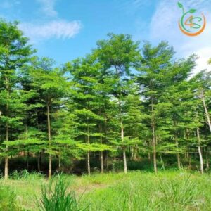 cay bang dai loan cong trinh gia