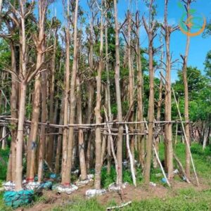 cây bàng đài loan công trình bóng mát giá rẻ