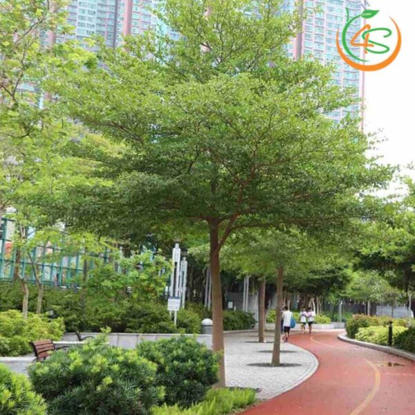Cây bàng Đài Loan công trình (bàng lá nhỏ) 9 cây bàng lá nhỏ