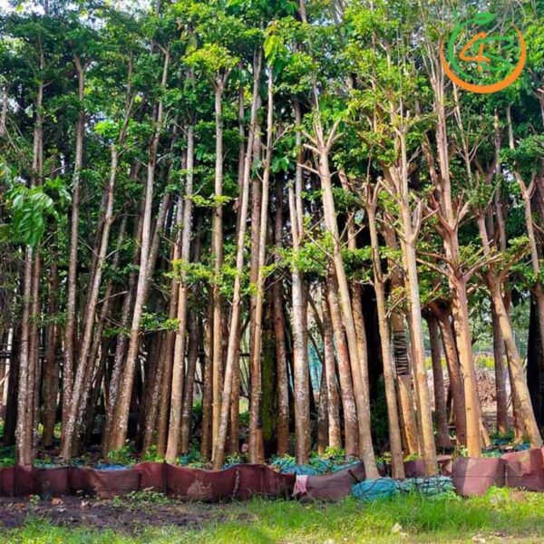 Cây bàng Đài Loan công trình (bàng lá nhỏ) 14 hình ảnh cây bàng lá nhỏ