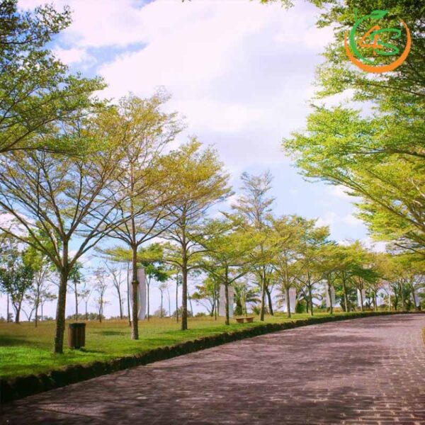 Cây bàng Đài Loan công trình (bàng lá nhỏ) 10 bàng lá nhỏ