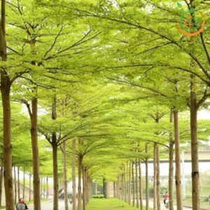 Bàng lá nhỏ tạo bóng mát