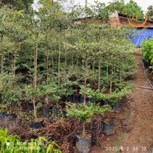 cây bàng đài loan (bàng lá nhỏ) tại đồng nai